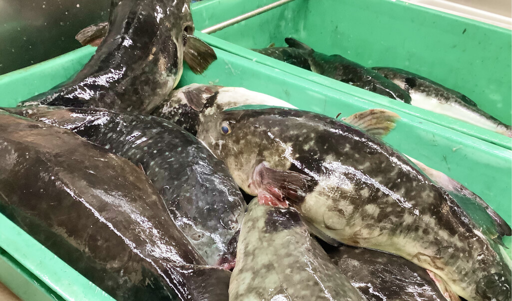 活魚いけす