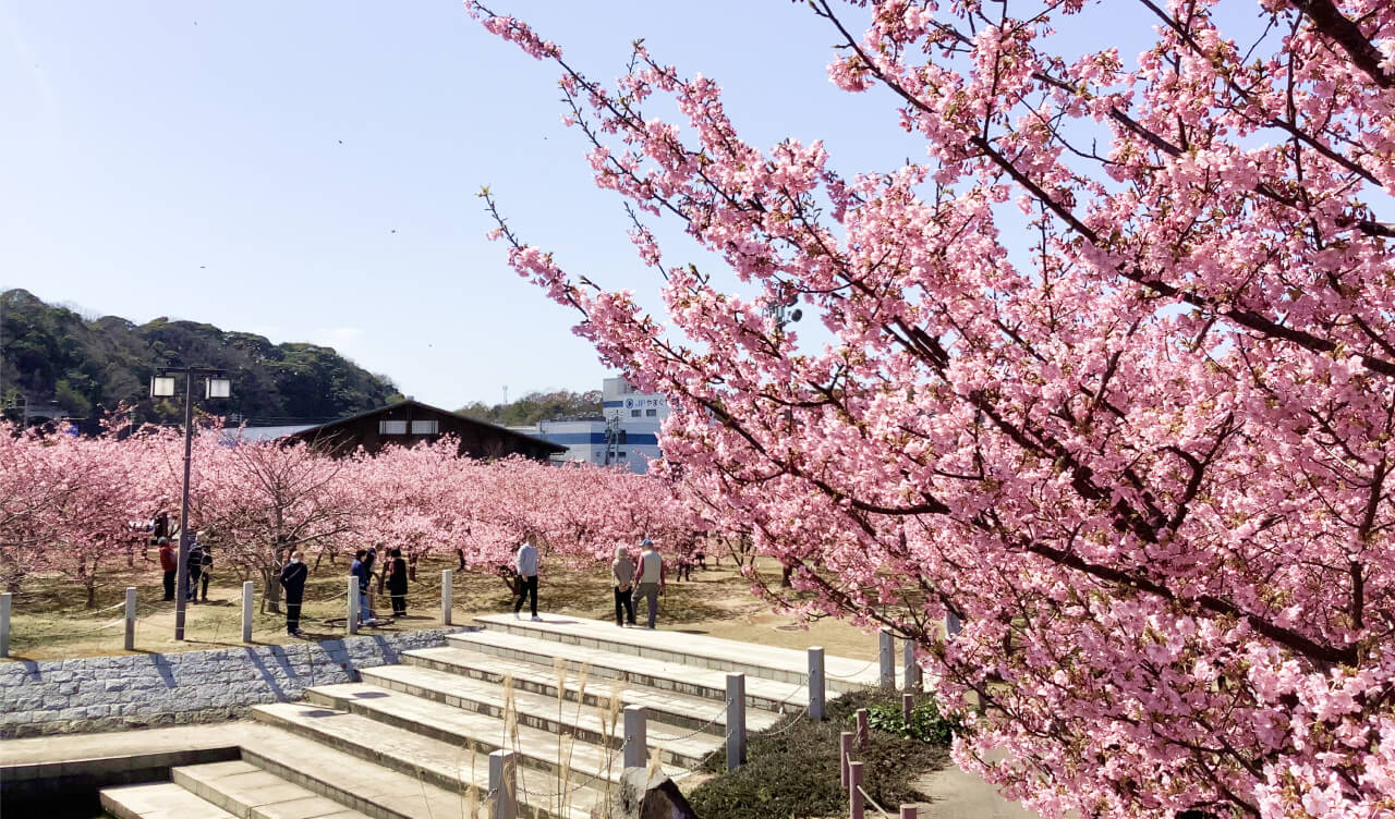 桜と海の景色
