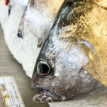 鮮魚